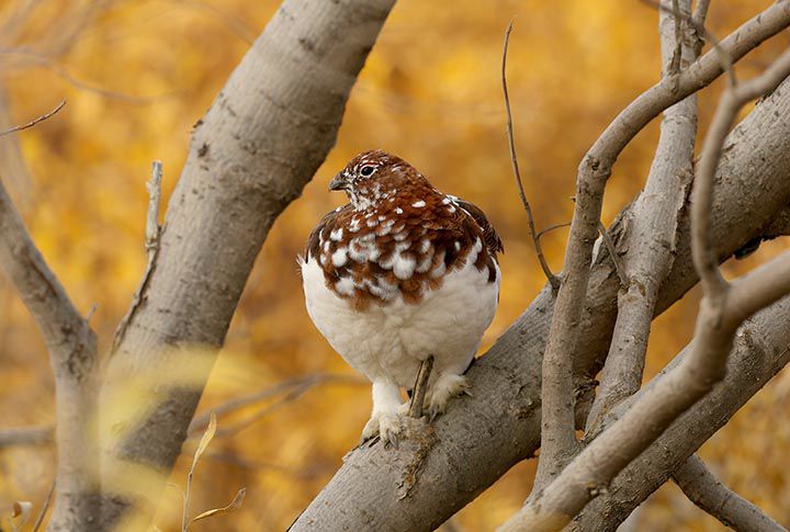 Ptarmigan